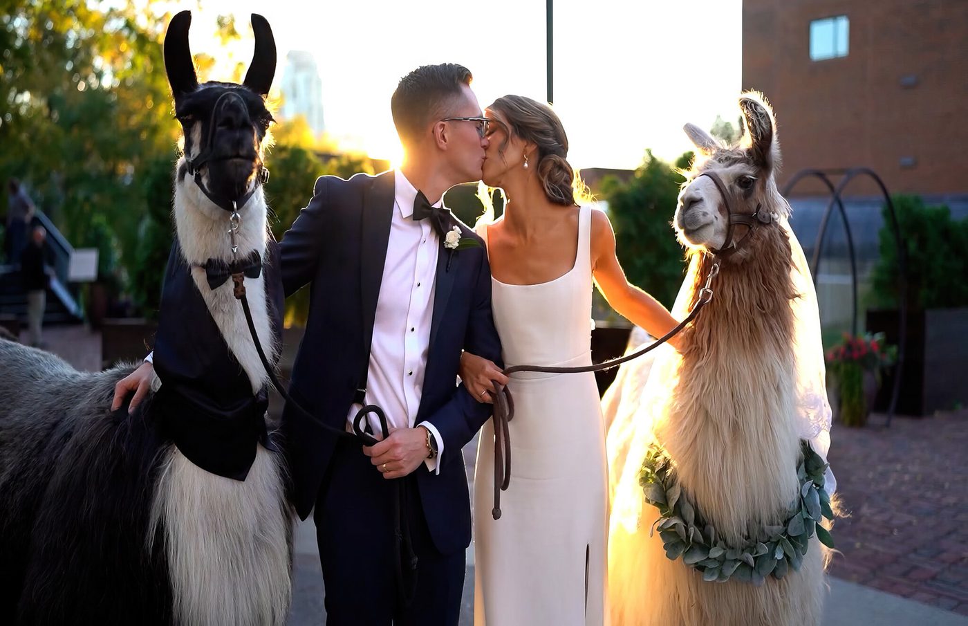 Bride and groom laughing with two llamas at their reception